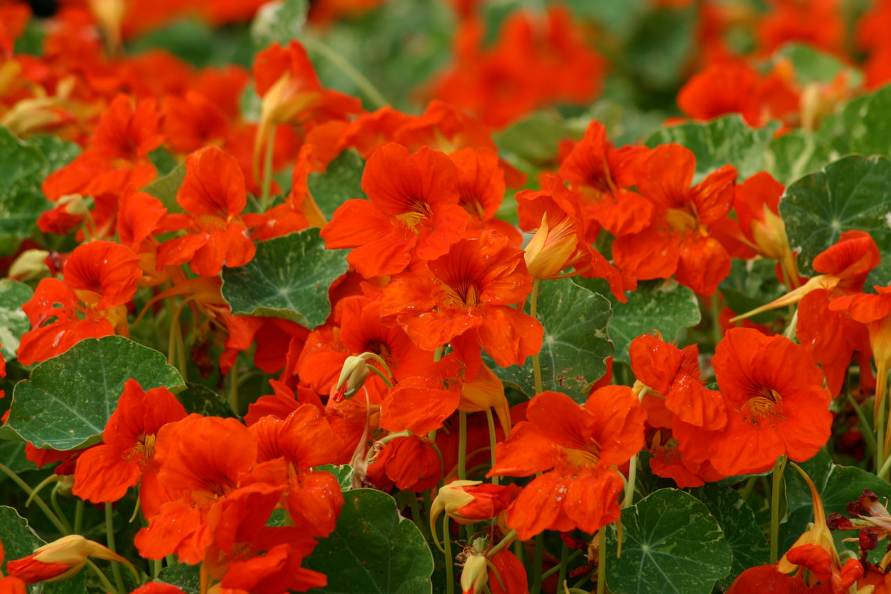 Capuchina Troika Orange, Loukykvět