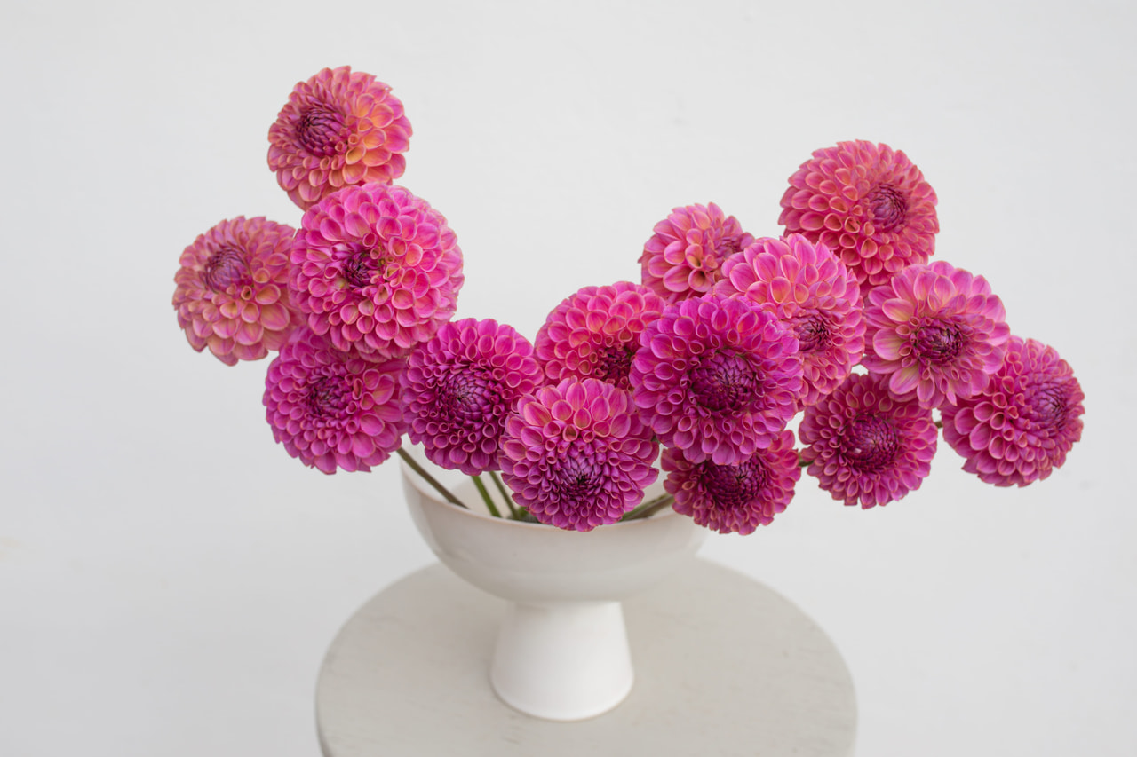 Daalia Caitlin’s Joy, Loukykvět