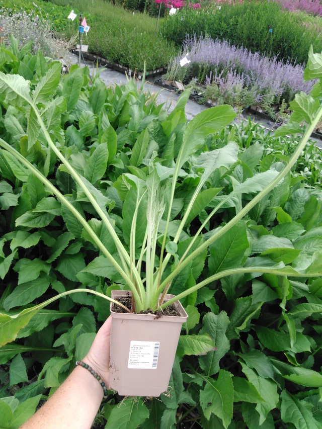 Kirahvinkukka - 2024