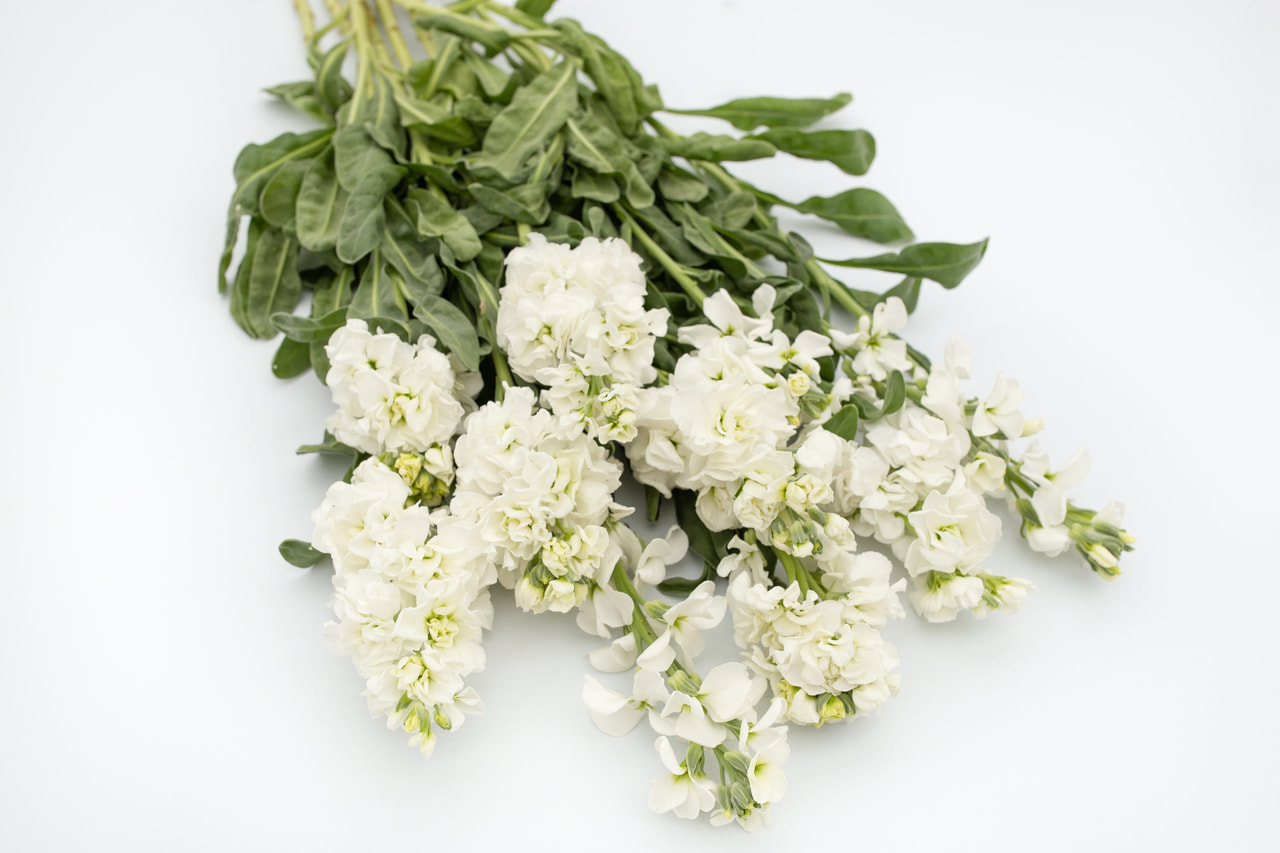 Stock Katz White, Loukykvět