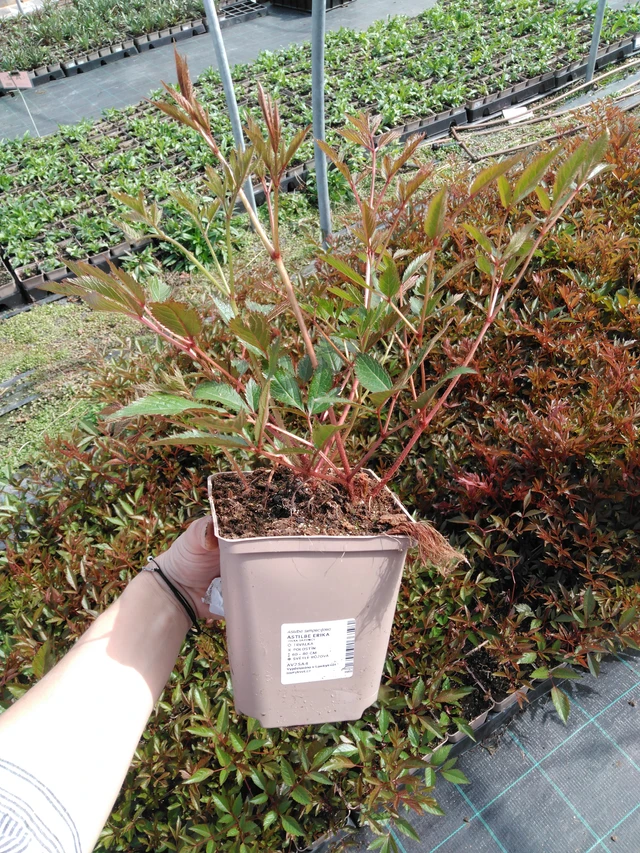 Jaloangervo Erika - 2024