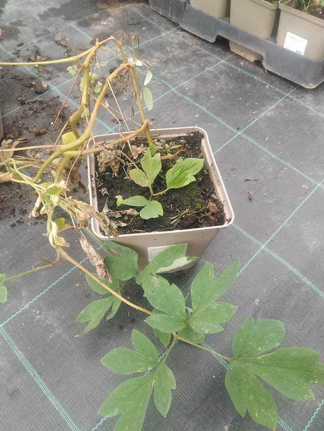 Särkynytsydän - 10. 9. 2025