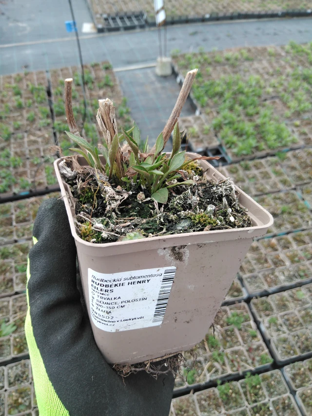 Päivänhattu Henry Eilers - 8. 4. 2025