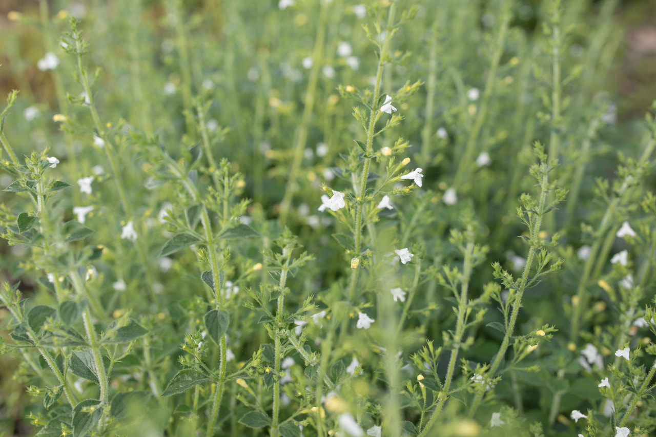 Metsäkalaminttu Menthe, Loukykvět