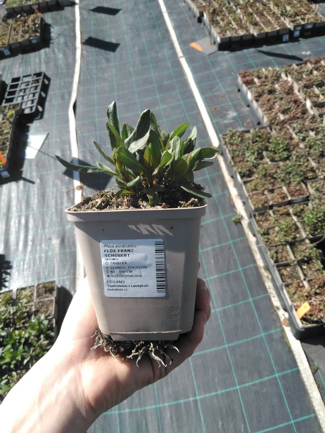 Leimu Franz Schubert - 3. 4. 2025