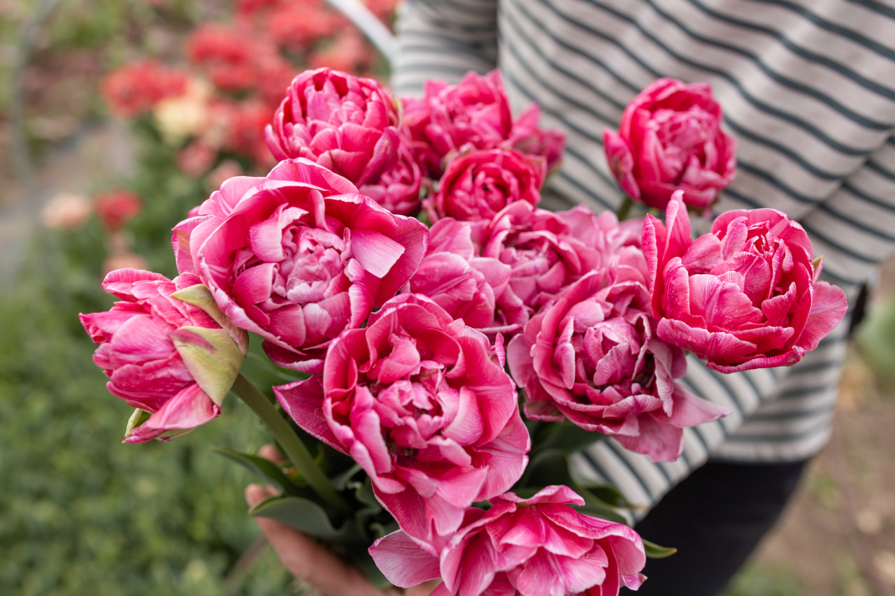 Tulppaani Aveyron, Loukykvět