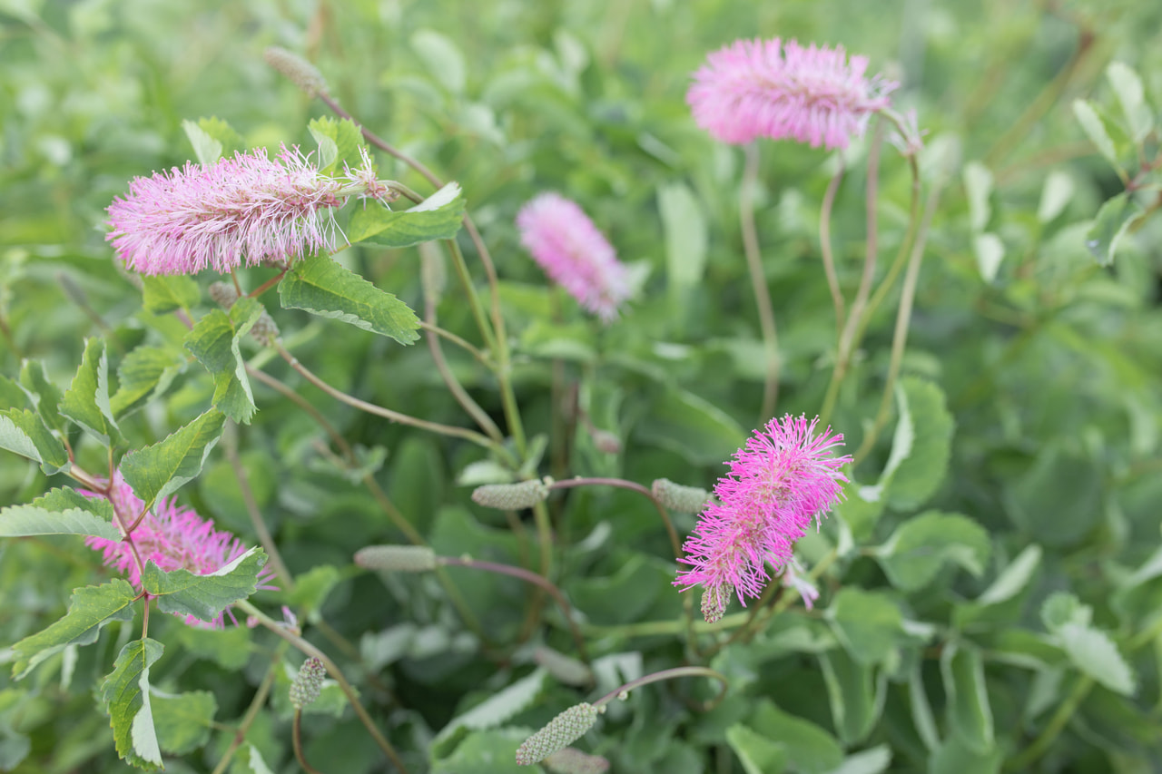 Japaninluppio, Loukykvět