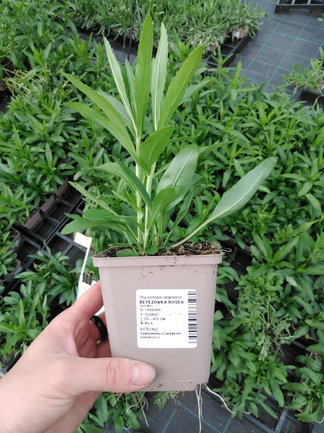 Kellopeippi Rosea - 2024