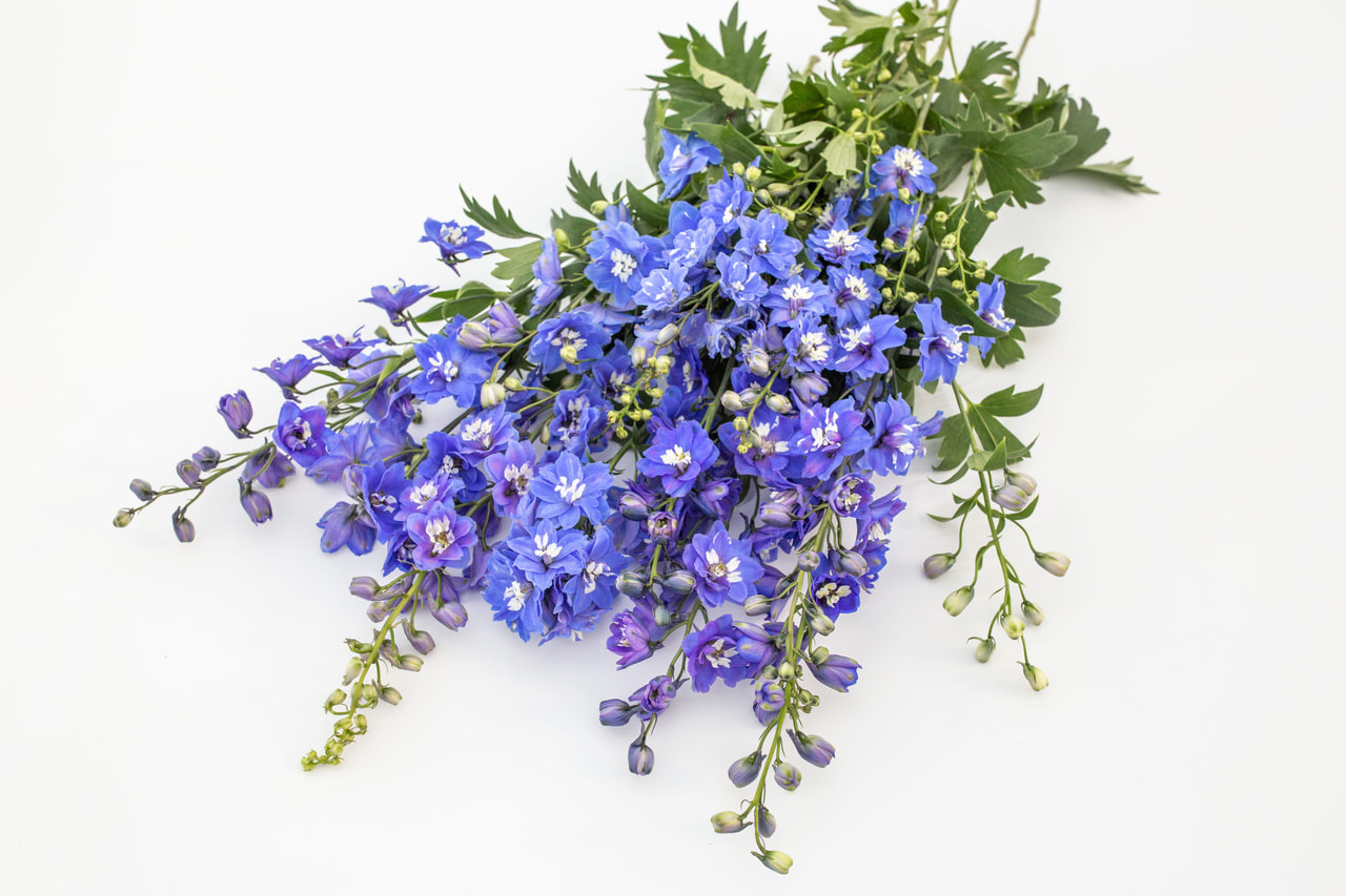 Ritarinkannus Benary’s Pacific Blue Bird, Loukykvět