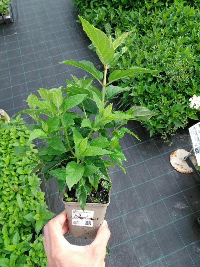 Syyshortensia Limelight - 28. 7. 2025