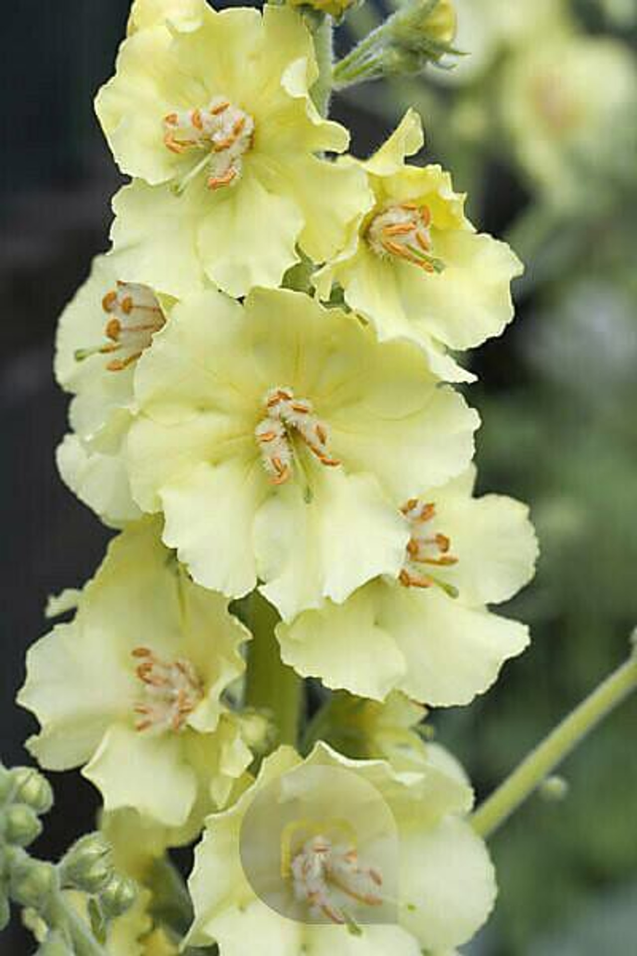 Verbascum Gainsborough, Loukykvět