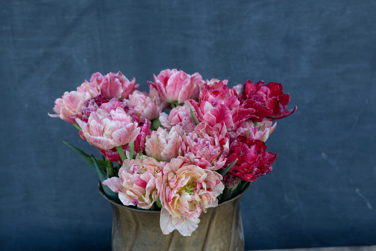 Tulppaani Peptalk, Loukykvět