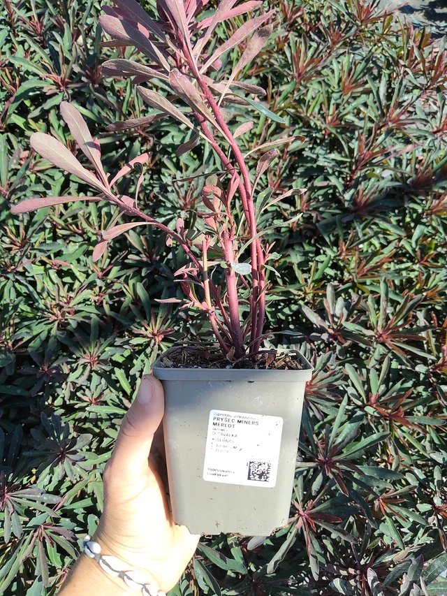 Wolfsmilch Miners Merlot - 12. 8. 2026