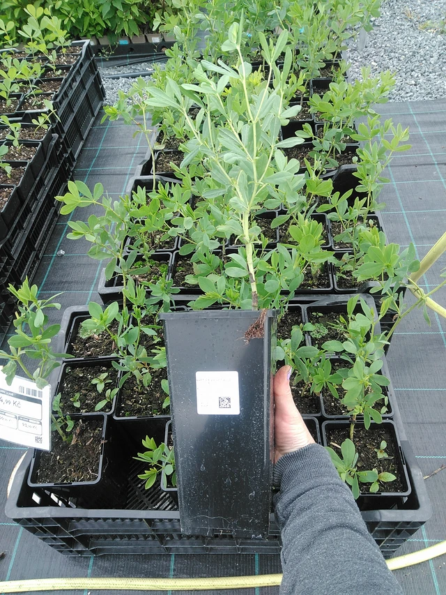 Baptisia Bright Blue - 9. 6. 2025