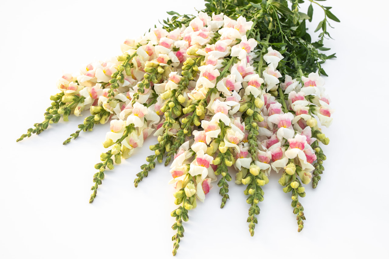 Leijonankita Maryland Appleblossom, Loukykvět