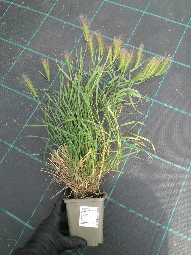 Partaohra Ricky - 10. 7. 2025