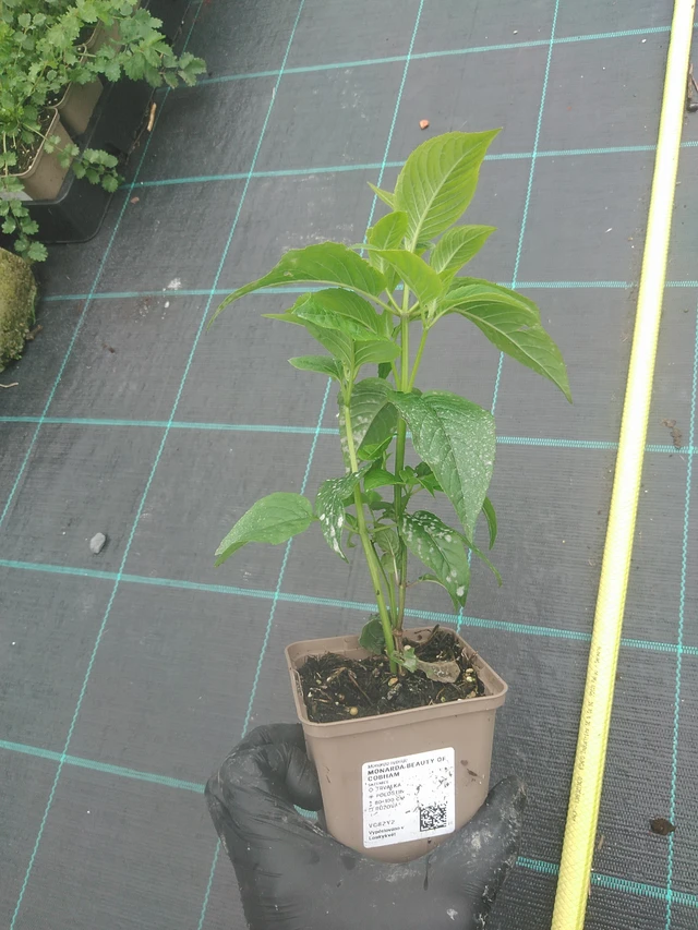 Väriminttu Beauty of Cobham - 4. 8. 2025