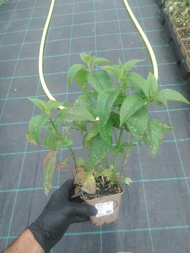 Väriminttu Beauty of Cobham - 10. 9. 2025