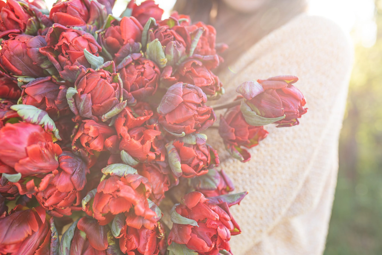 Tulppaani Rocco Double, Loukykvět