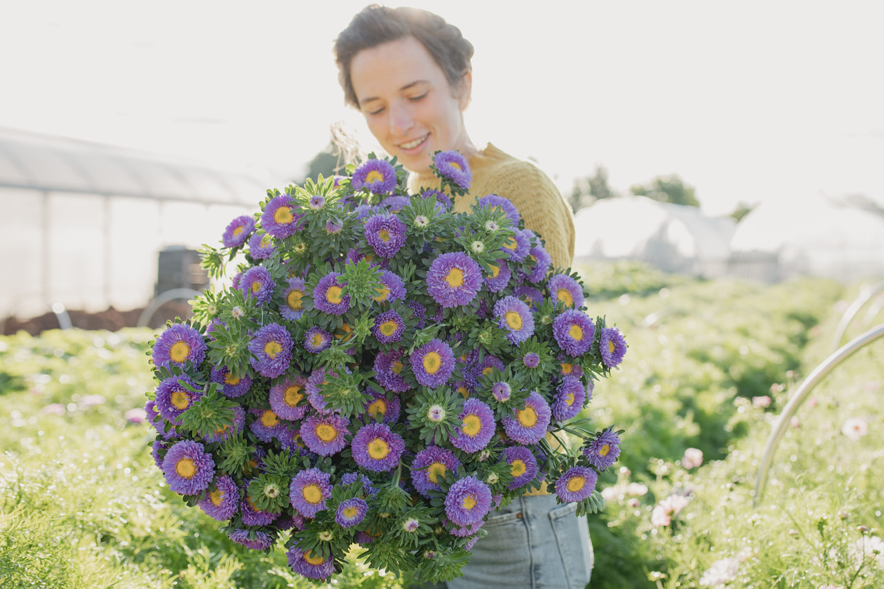 Kiinanasteri Matsumoto Light Blue, Loukykvět