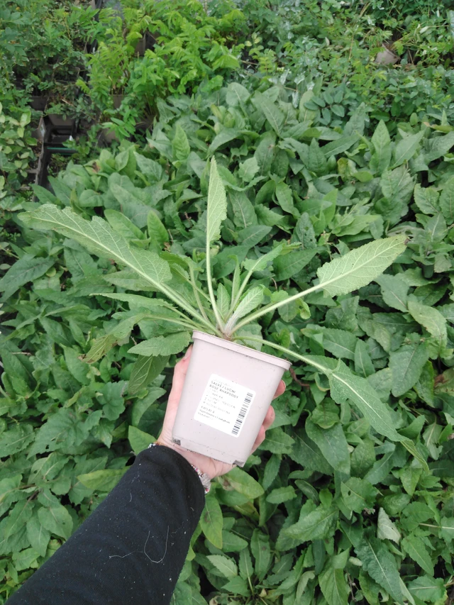 Salvia pratensis Rose Rhapsody - 2024