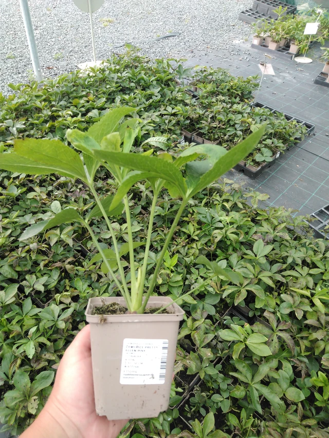 Jouluruusu Pretty Ellen Pink - 2024