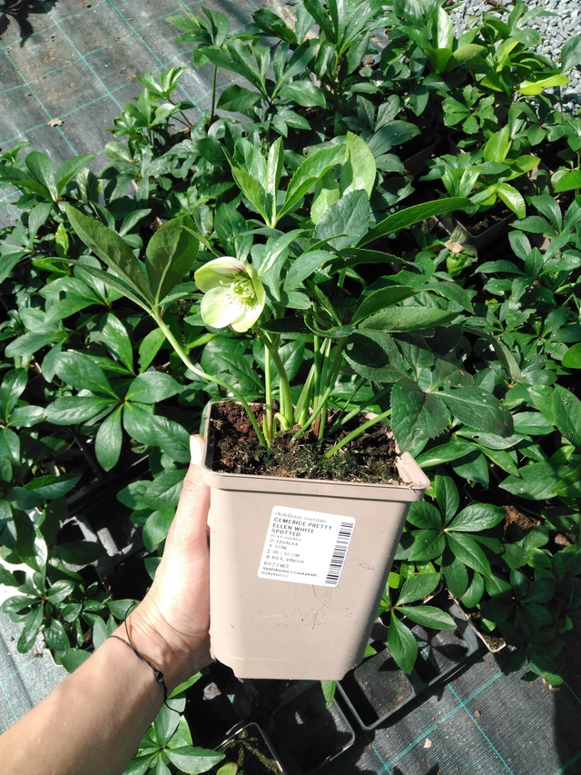 Jouluruusu Pretty Ellen White Spotted - 2024