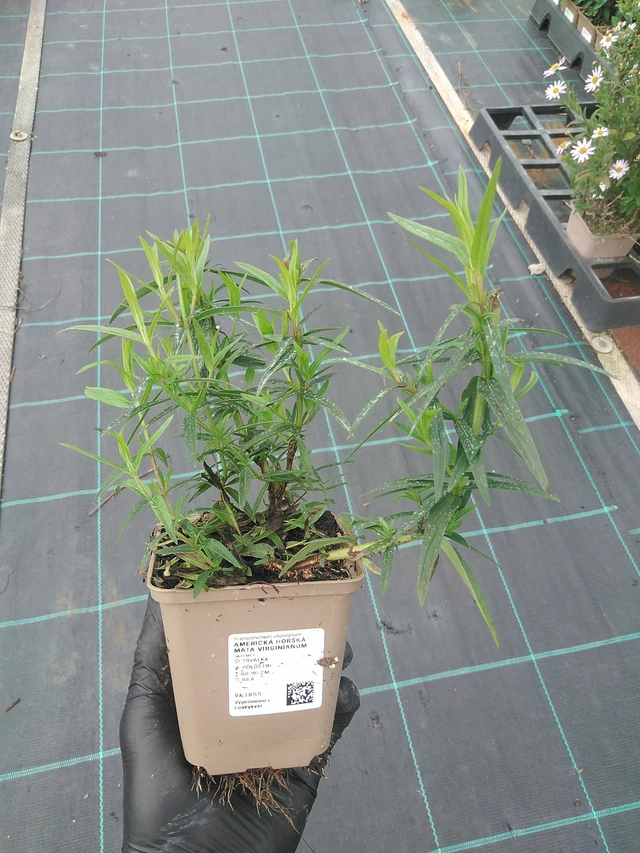 Menta de montaña Virginianum - 4. 8. 2025