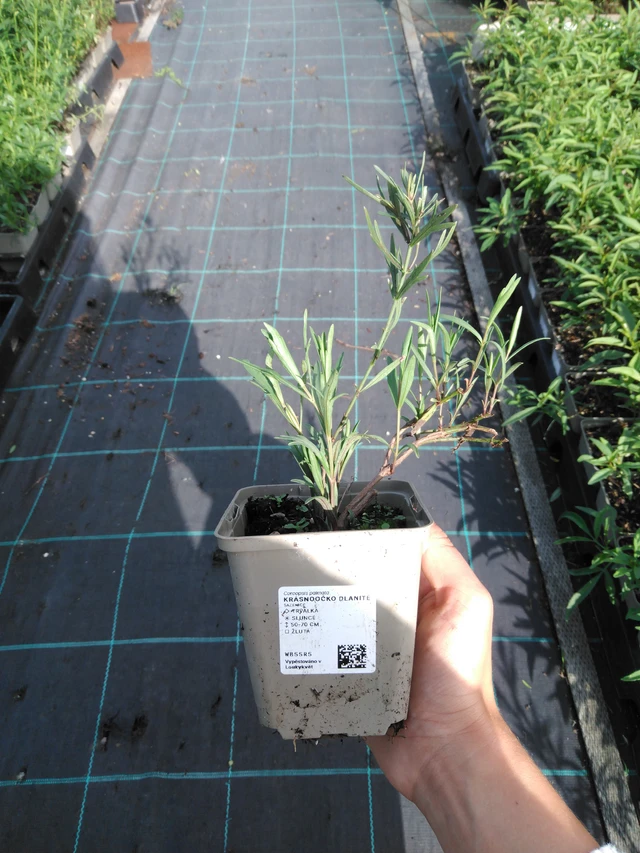 Prairie Coreopsis - 11. 9. 2025