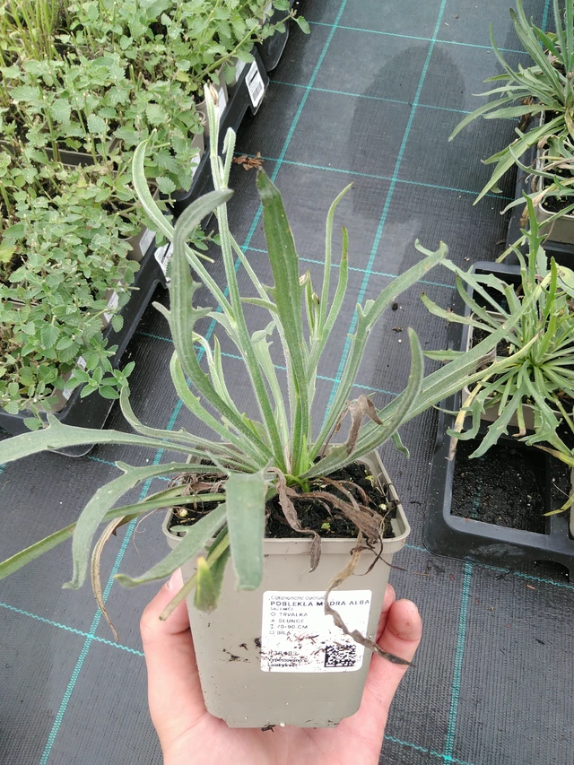 Siniharmaakello Alba - 28. 7. 2025