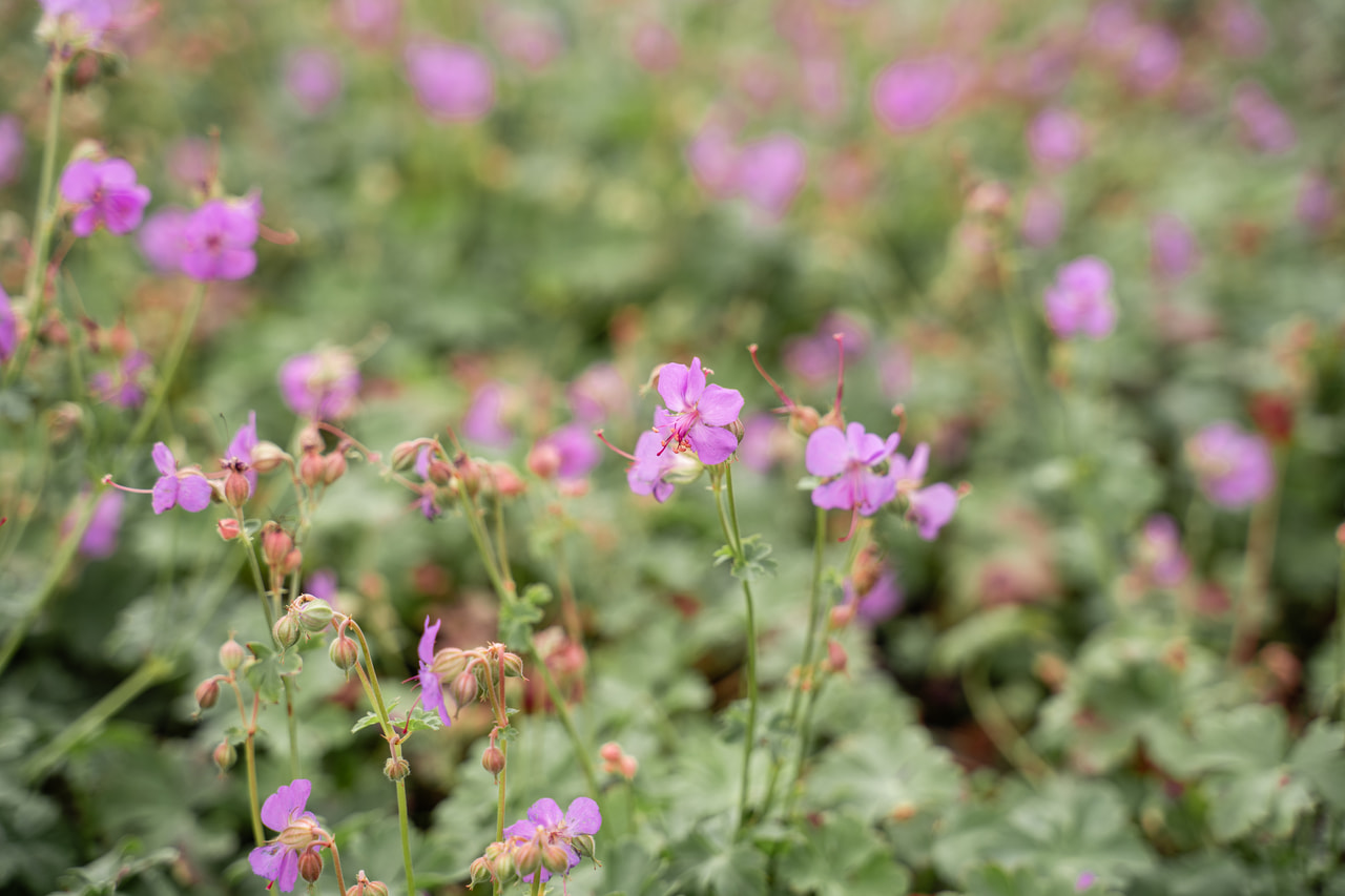 Peittokurjenpolvi Cambridge, Loukykvět