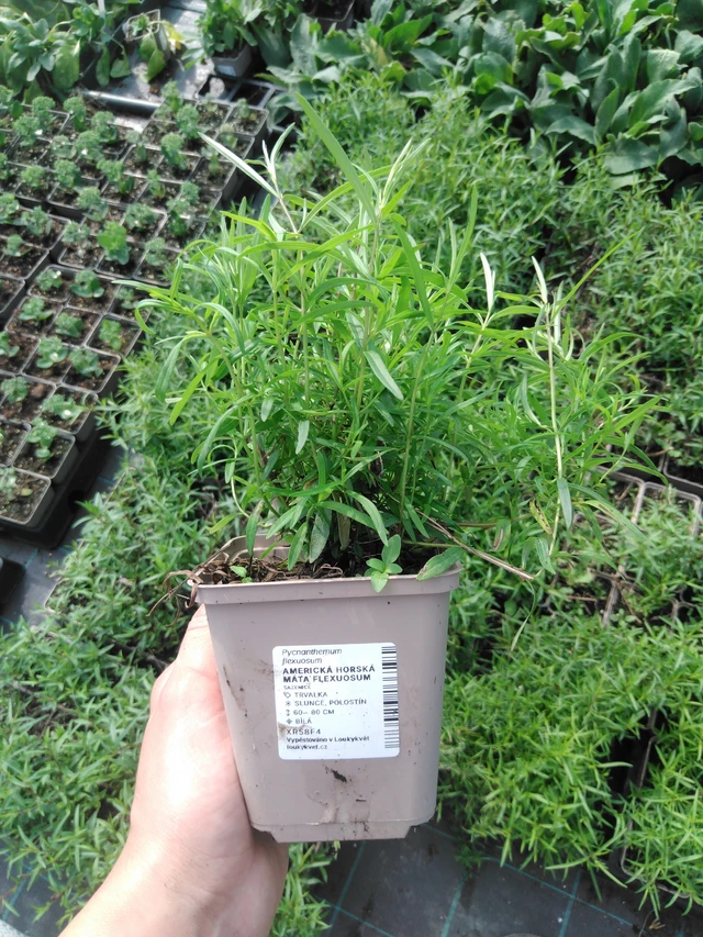 Vuoriminttu Flexuosum - 2024