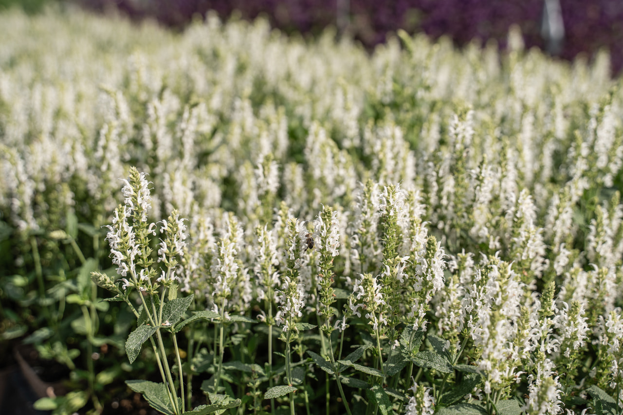 Salvia nemorosa Adrian, Loukykvět