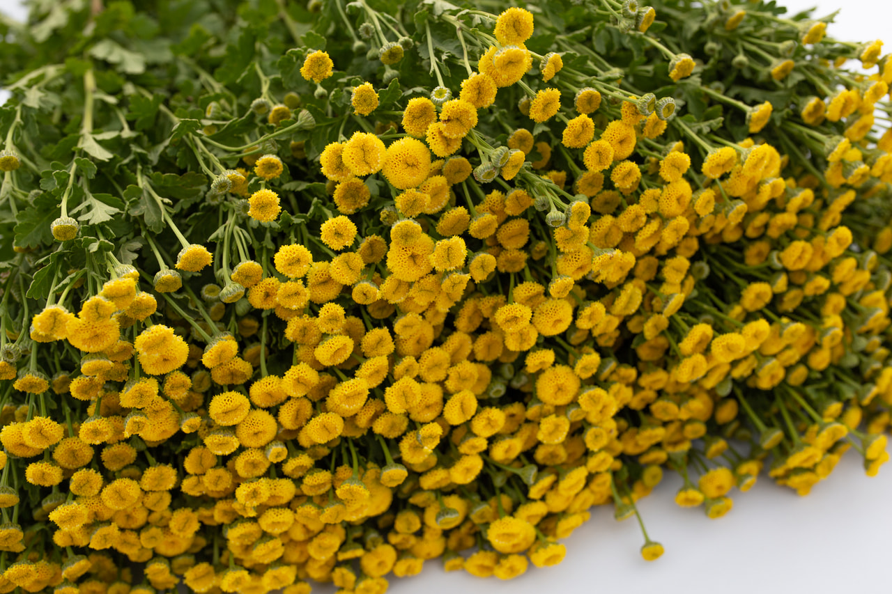 Reunuspietaryrtti Amero, Loukykvět