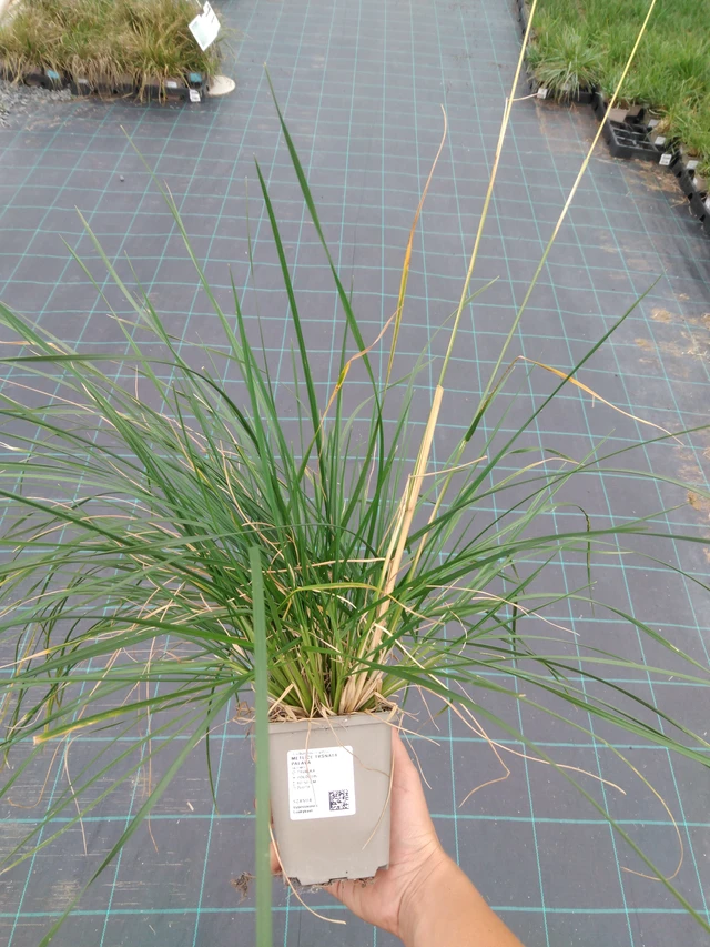 Metlice trsnatá Palava - 10. 9. 2025