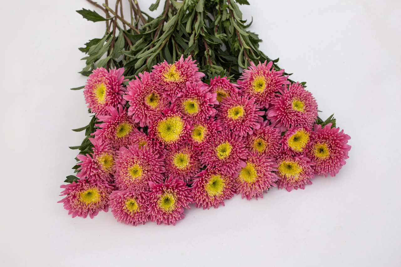 China aster Benary’s Princess Salmon, Loukykvět