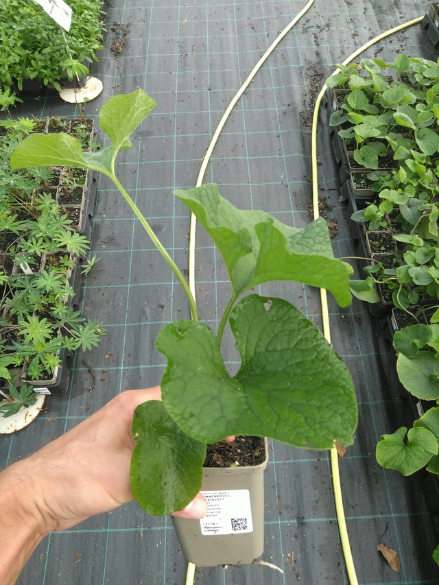 Brunnera macrophylla - 25. 7. 2025