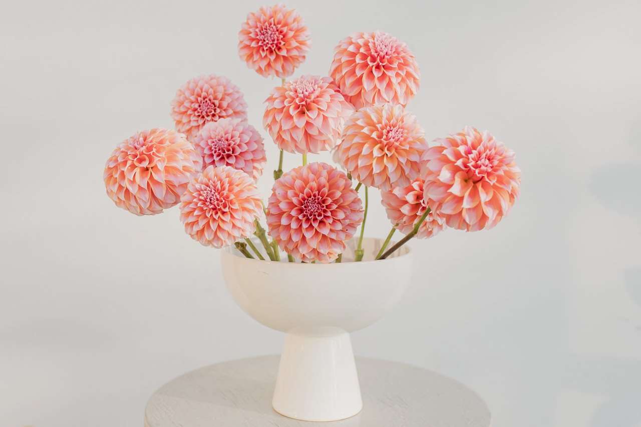 Daalia Peaches, Loukykvět