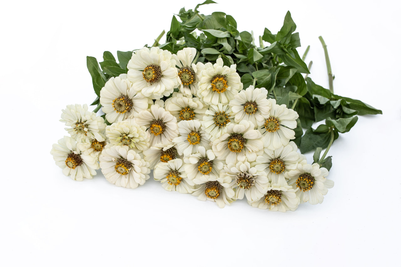 Zinnia Super Yoga White, Loukykvět