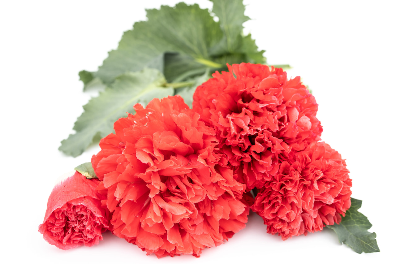 Pæonvalmue Scarlet, Loukykvět