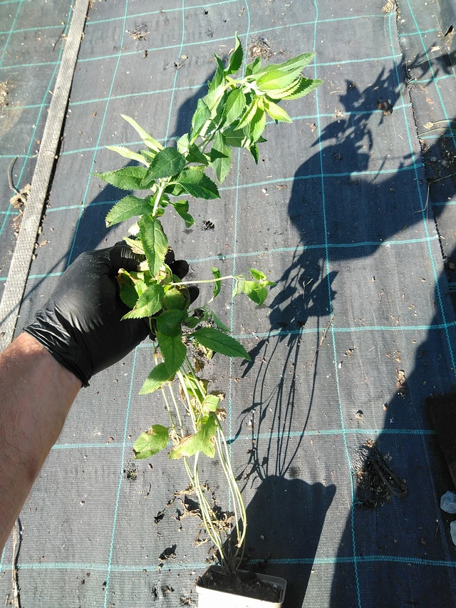 Tädyke Schneeriesin - 19. 8. 2025