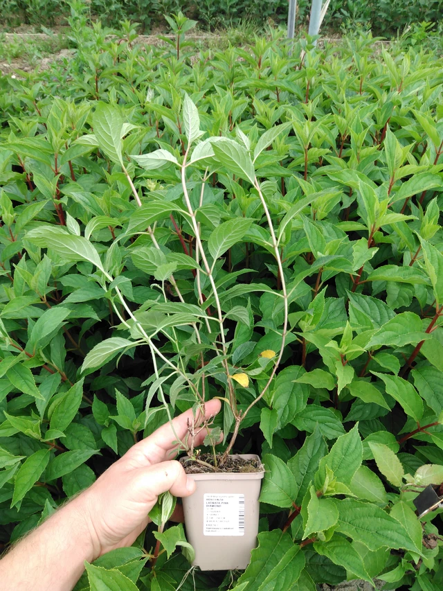 Syyshortensia Pink Diamond - 2024