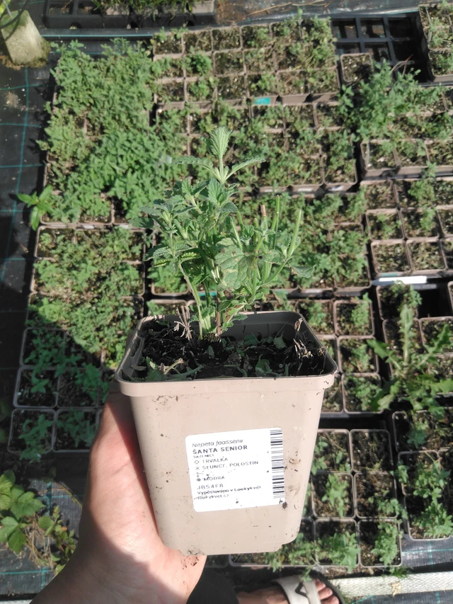 Kissanminttu Senior - 2024