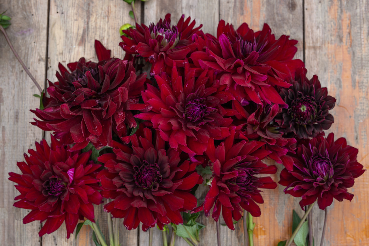 Daalia Rip City, Loukykvět