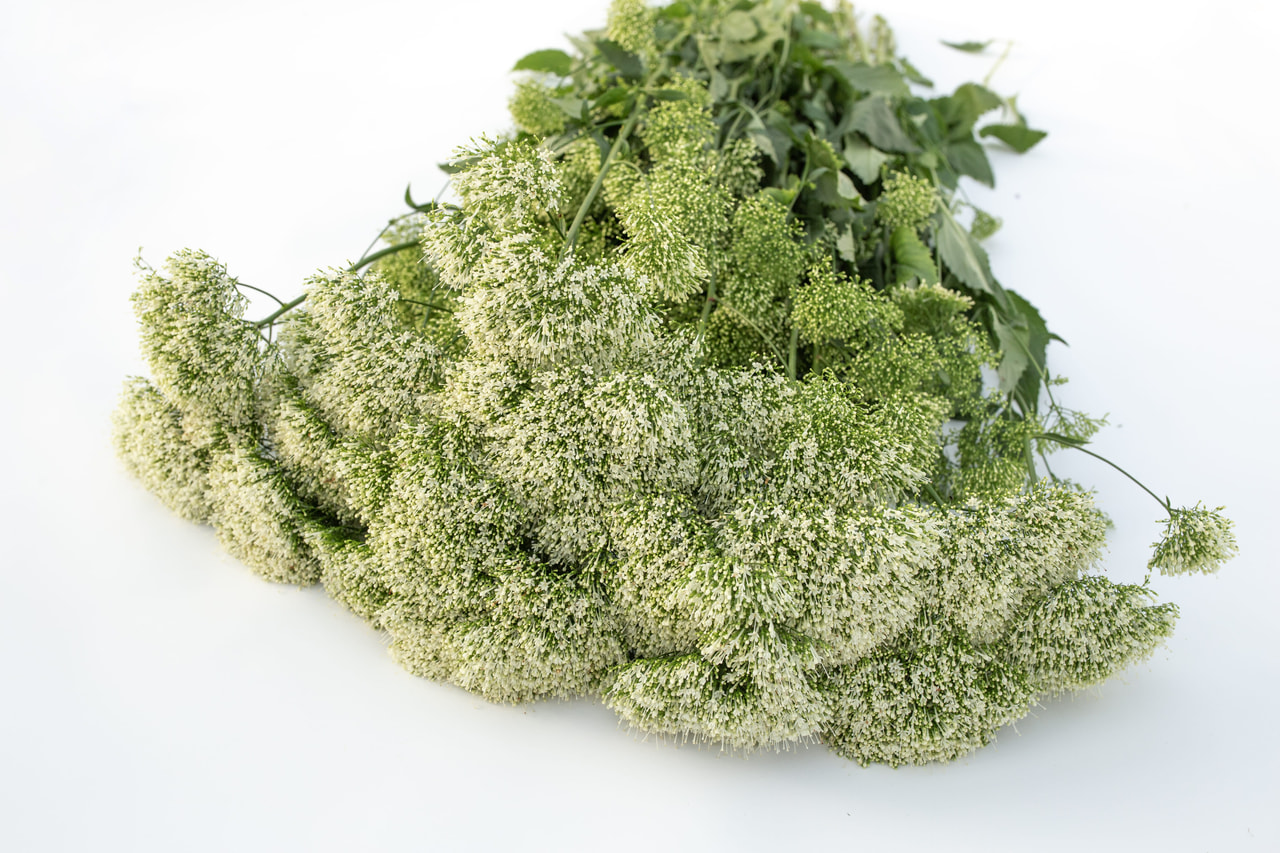 Leliebelle Lake Michigan White, Loukykvět