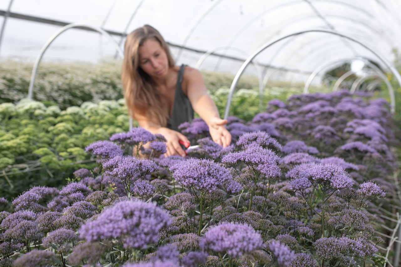 Halskruid Lake Michigan Blue, Loukykvět