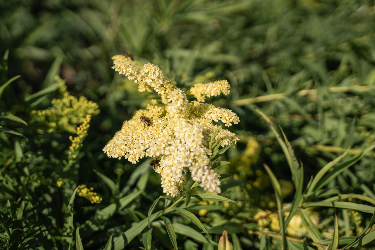 Piisku Romantic Glory, Loukykvět
