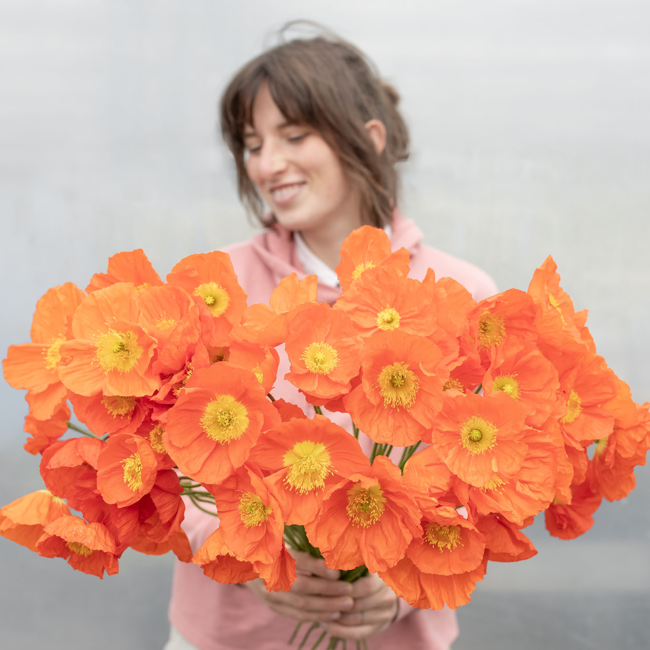 Valmue Champagne Bubbles Orange, Loukykvět