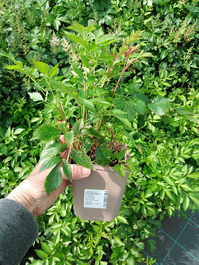 Jaloangervo Europa - 9. 6. 2025