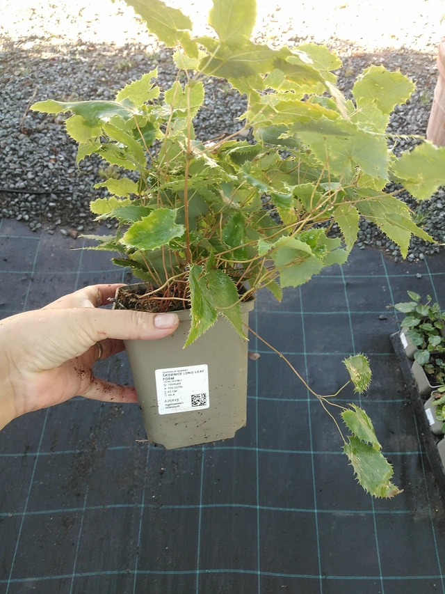 Epimedium Long Leaf Form - 19. 8. 2025